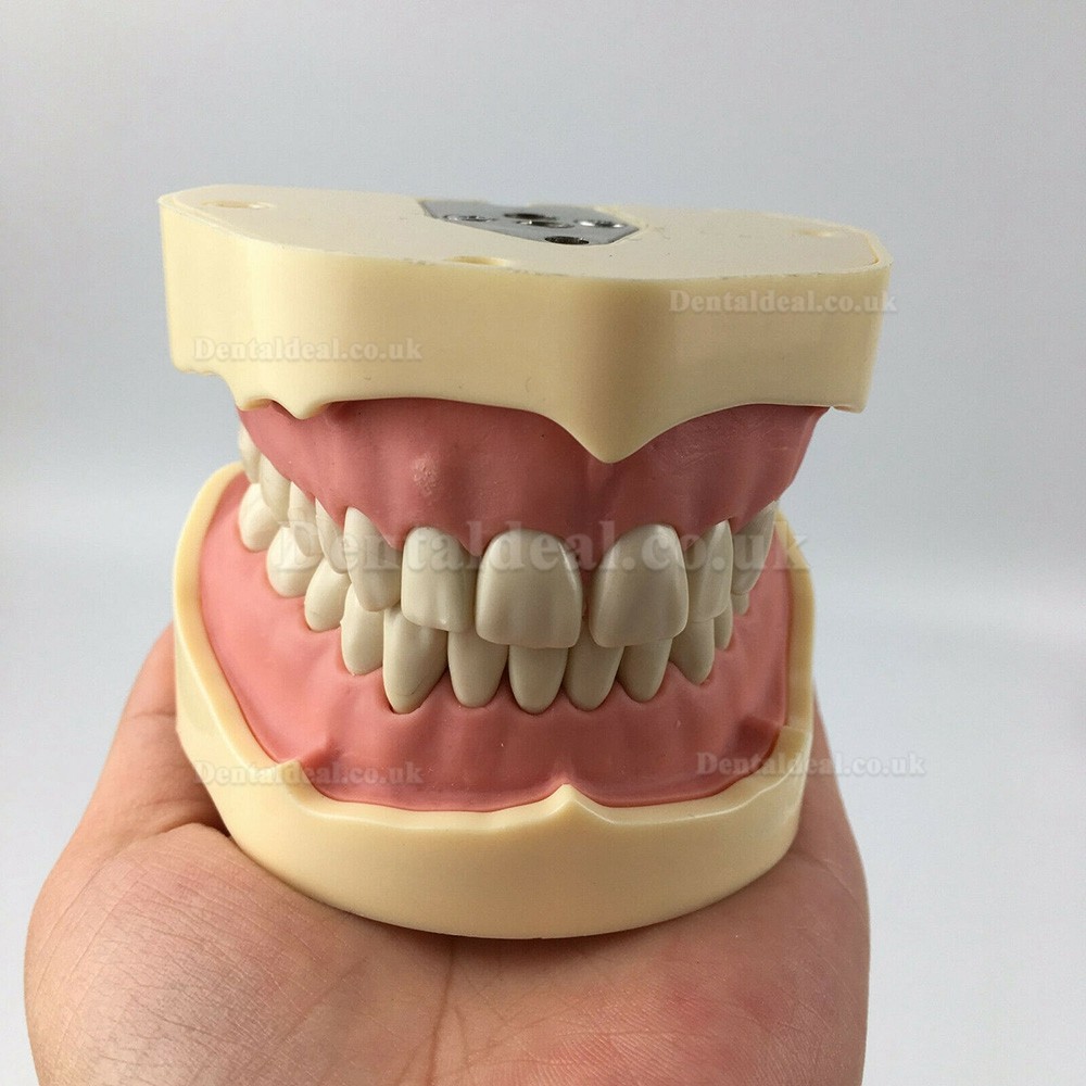 Jingle JG-C1 Dental Training Manikin Phantom Head Compatible with Nissin Kilgore / Frasaco Clamp Type